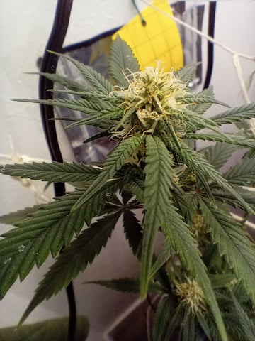 closet grow for veg with a.c infinity air intake fan .With no carbon filter just suction,and spider farmer sf 7000.Then a spider farmer sf tent 4×4×6.5with a G1500 l.e.d from spiderfarmer and spider farmer 6inch clip oscalating fan. — flower, day 51