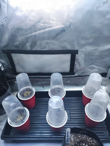 Athena Run  — germination, day 1