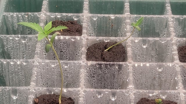  New batch — seedling_rooting, day 1