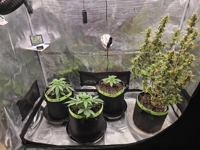  1 Blue Zushi x Venom & 1 Jack Here x Strawberry Cookies OG — vegetative, day 20