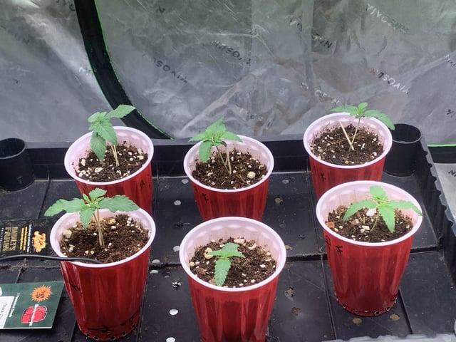 Papaya Frosting  — seedling_rooting, day 13