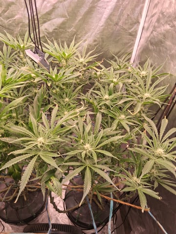 Blueberry OG Kush — flower, day 8