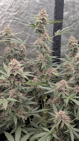 Mixed Grow — flower, day 86
