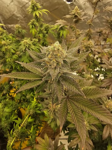 perfect circle/ cherrymac1 X candyland cross  — flower, day 28