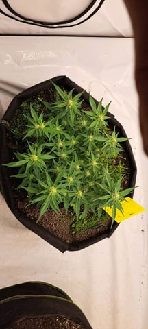 First Grow with the new setup  — auto, day 47