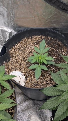 Mixed Grow — grow_setup, day 38