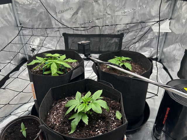 2025-26 harvest INDOOR — vegetative, day 53