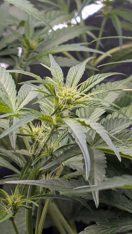 Grow 1 — vegetative, day 41