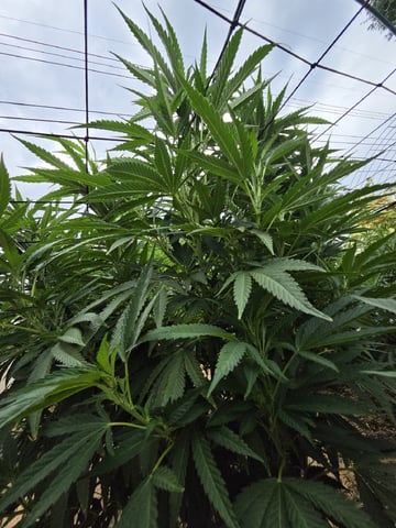 Sour Headies/OGBX1 — vegetative, day 79