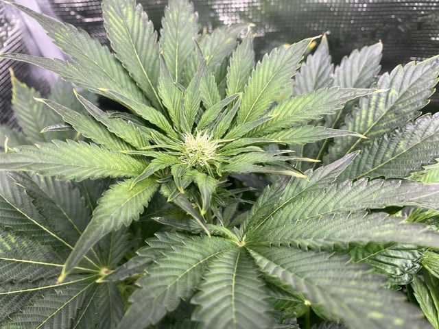 Auto Run #1 2025-2026 — flower, day 67