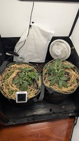 Double Smile And (Alien Vs Triangle X Strawberry Nuggets) — flower, day 27