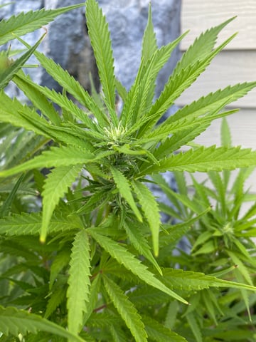 widows’ mimosa f1 — flower, day 100