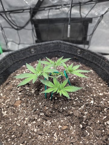 Girl Scout Cookies — vegetative, day 43