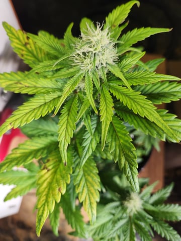 Mephisto Apple Crush in Nature's Living Soil  — flower, day 51