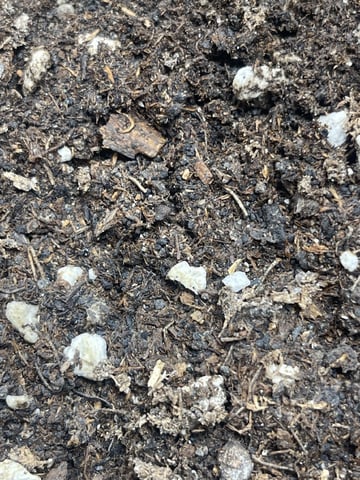 3x3 Grow — seedling_rooting, day 9