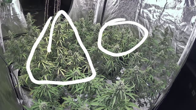 3rd Auto Grow — flower, day 84