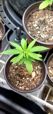 Poison Rainbows — seedling_rooting, day 38