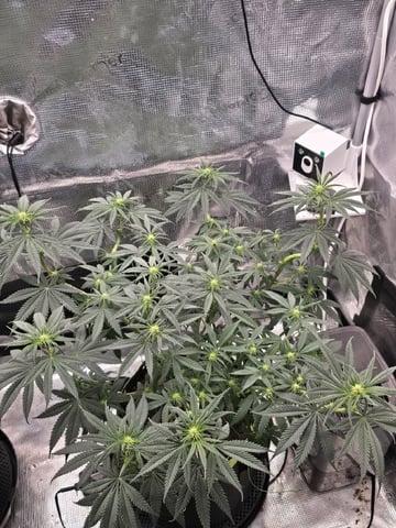  1 Blue Zushi x Venom & 1 Jack Here x Strawberry Cookies OG — flower, day 56