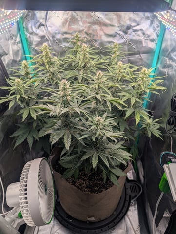 Piggy Stardust — flower, day 54