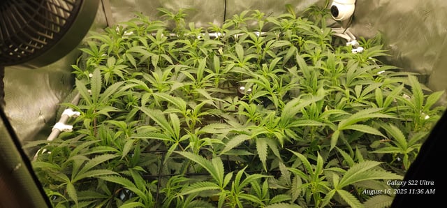 Found my Females... Game On! — flower, day 137