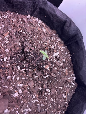 My First Grow — seedling_rooting, day 6
