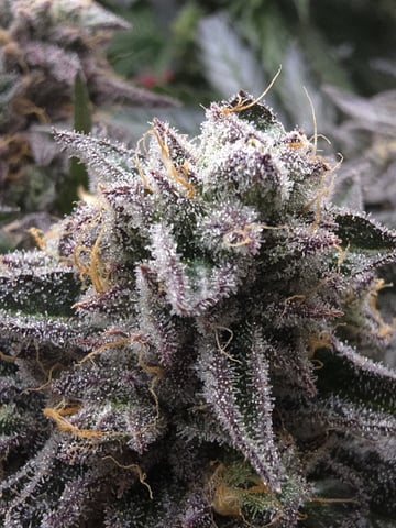 Divine Gelato 3 x Blue Zushi x 44 Photo — flower, day 102