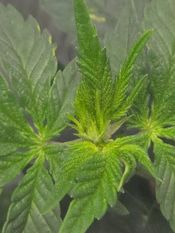 Homegrown - 🍒 🥧 & GSC Auto, 🚀 Seeds 🍌 Buttercups  — flower, day 38