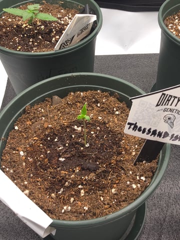 Dirty Bird - Thousand Island Fem & Platinum Kush Breath Remix x Grape Cakehead Fem Photo  — germination, day 1