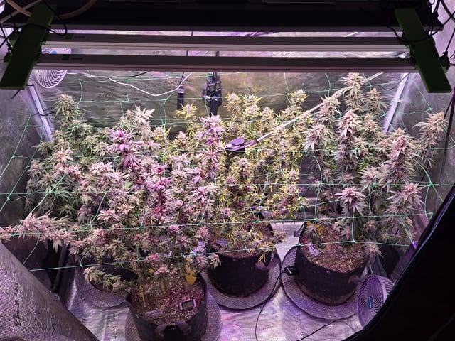 4 strains in 1 tent — harvest, day 131