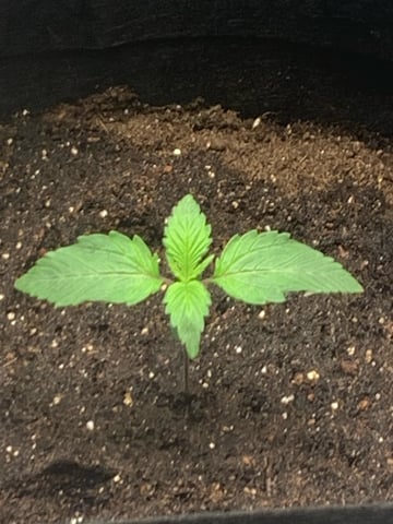 Blackberry Moonrocks (First Grow) — grow_setup, day 1