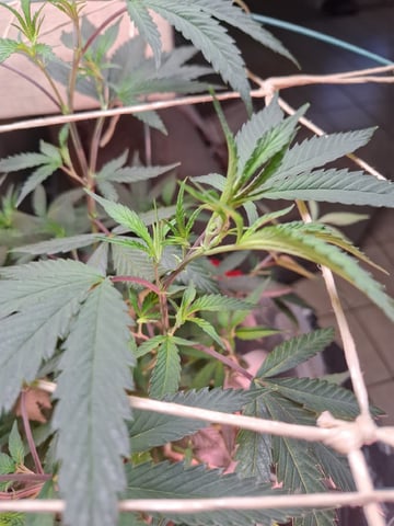 Sub Zero#12 Photoperiod Grow — vegetative, day 132