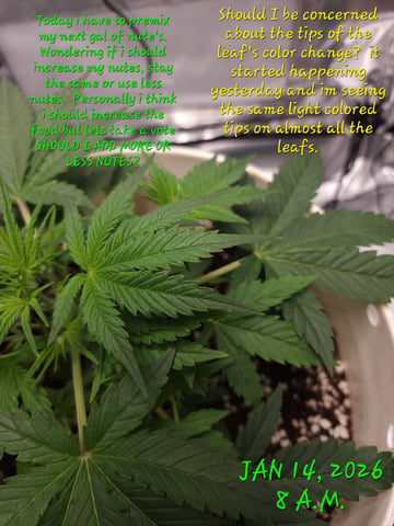 Dos Si Dos. Indica — vegetative, day 20