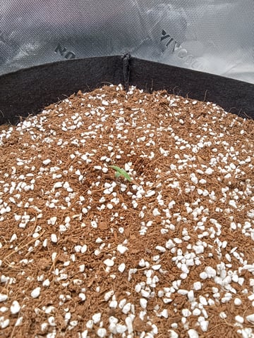 Lemon Cherry Cookies Auto  — seedling_rooting, day 8