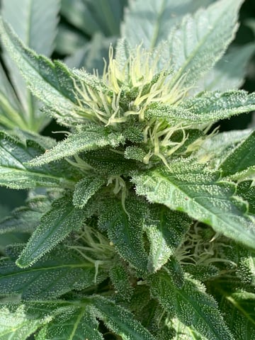 Outdoor  — flower, day 30