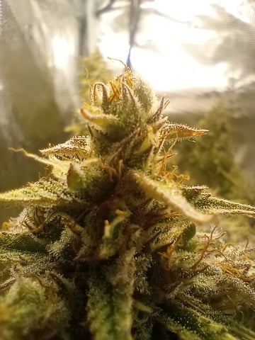 White Widow XXL Auto — flower, day 88