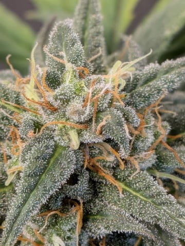 White Widow? — flower, day 67