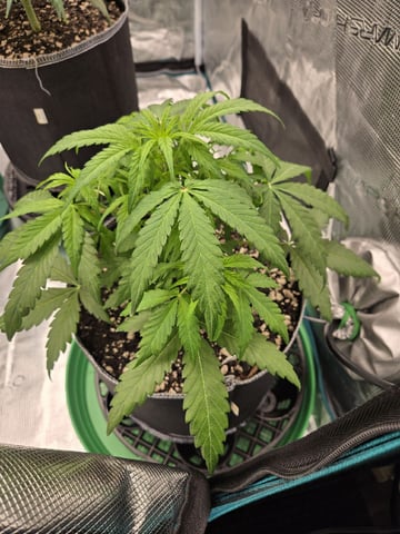 GDP auto 3X5 tent — vegetative, day 39