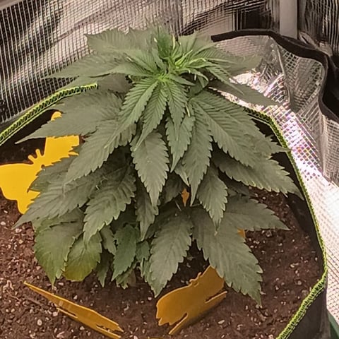 TentPlantLightFan — vegetative, day 39