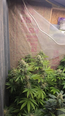 2nd Grow Sesh — flower, day 107