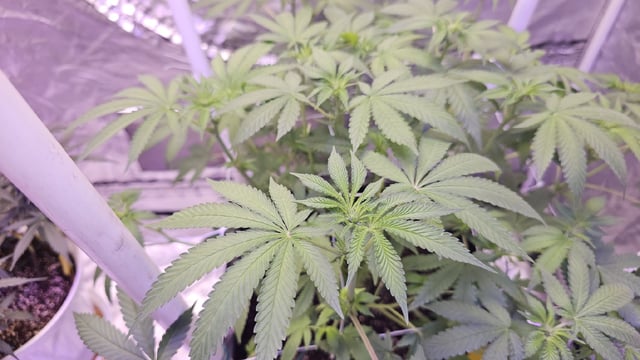 first grow adventure  — flower, day 67