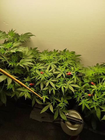 Beans For Days run — vegetative, day 41