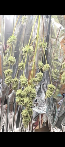 Zkittlez (Auto) — harvest, day 120