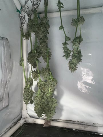 Auto variety  — harvest, day 80