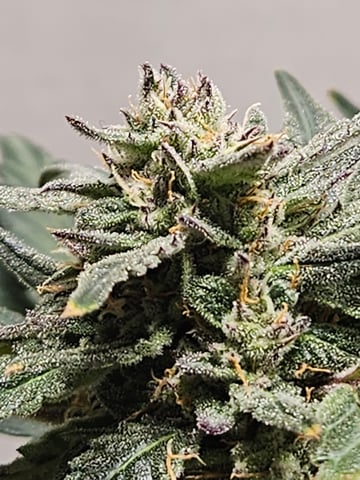 Mango Runtz — flower, day 75