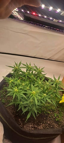 First Grow with the new setup  — auto, day 45