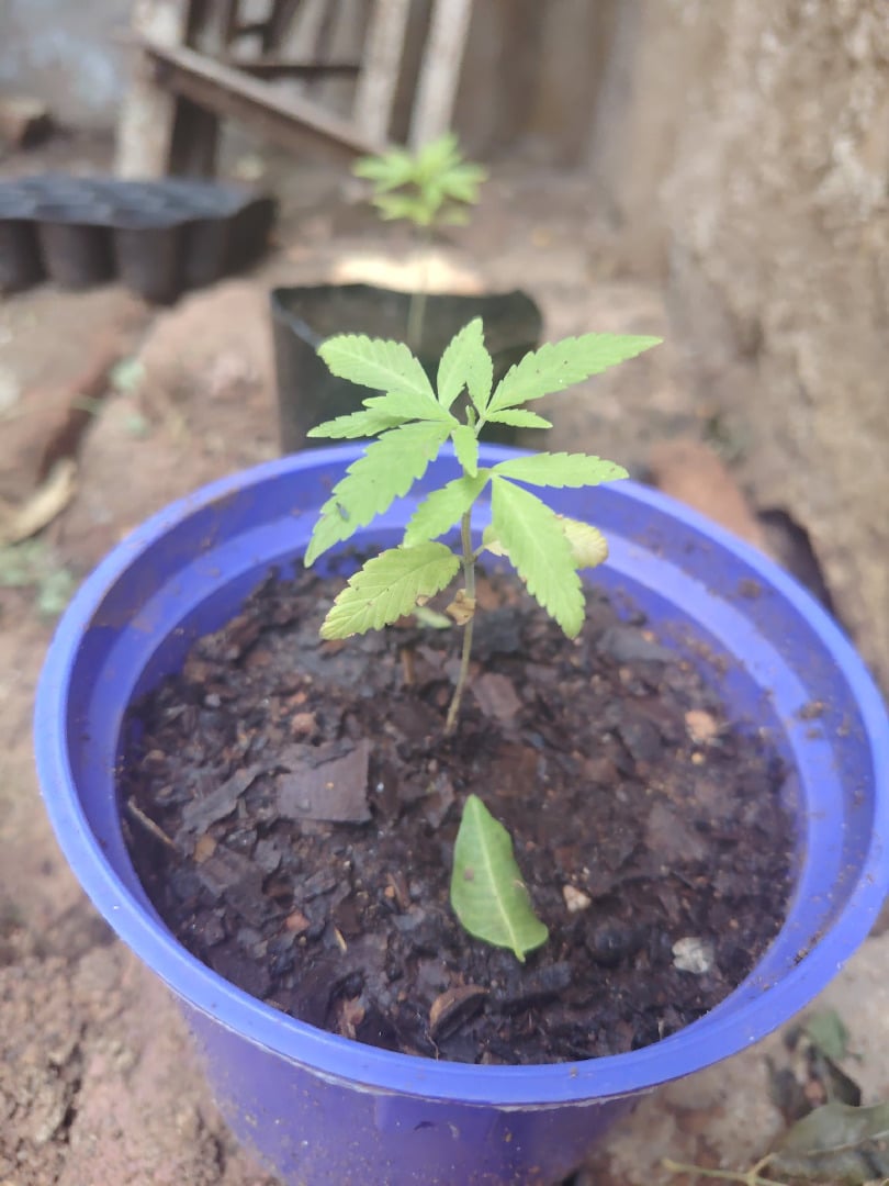 permanent marker feminised 