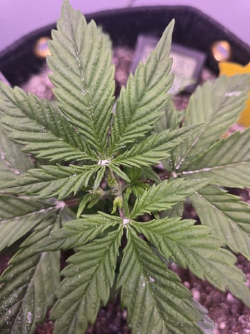1st Auto Grow (LSD + BrB) - 1st indoor Grow — vegetative, day 19