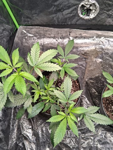 S&D  First Grow — vegetative, day 3