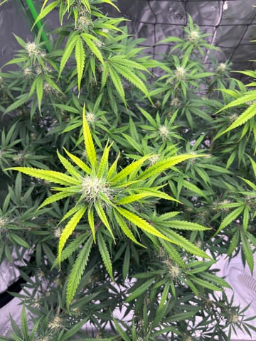 Blueberry auto — flower, day 82