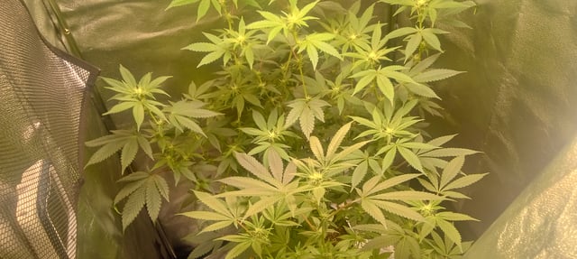 frst grow tent grow — auto, day 79